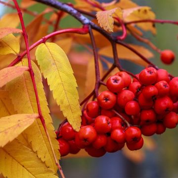 Sorbus aucuparia Sheerwater Seedling