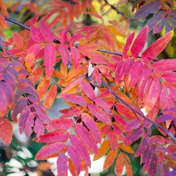 Sorbus aucuparia Wettra