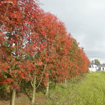 Sorbus commixta var. ulleungensis Dodong (Olympic Flame)