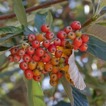 Sorbus aria - Sorbo montano