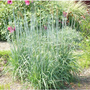 Sorghastrum nutans Sioux Blue