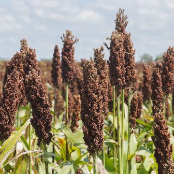 Sorghum nigrum NT - Ferme de Sainte Marthe