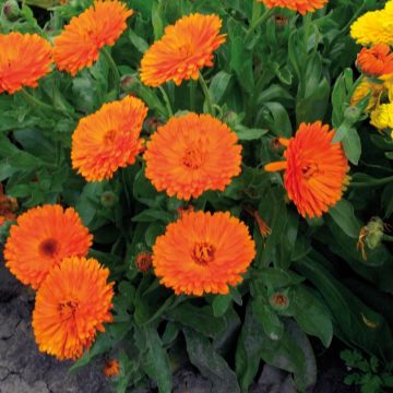 Calendula officinalis Gitane Orange - Fiorrancio