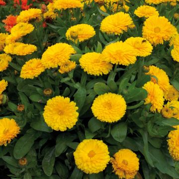 Calendula officinalis Gitana Yellow - Fiorrancio