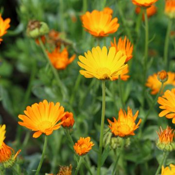 Calendula officinalis Bio - Calendola