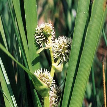 Sparganium erectum - Coltellaccio maggiore