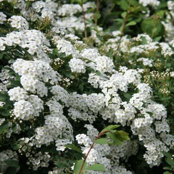 Spirea arguta Alba