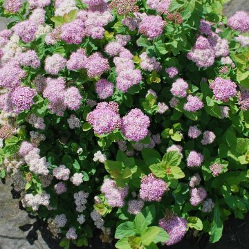 Spirea betulifolia Pink Sparkler