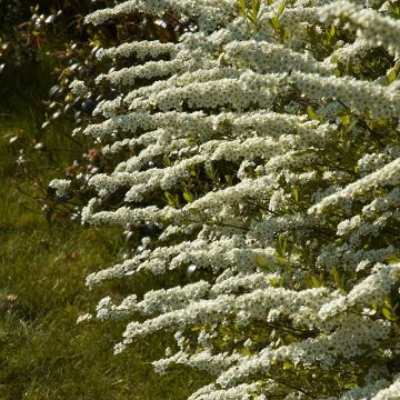 Spirea cinerea Grefsheim