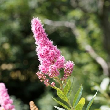 Spirea douglasii