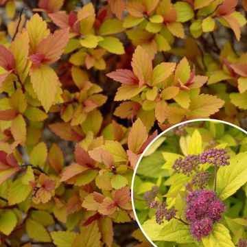 Spirea japonica Little Flame - Spirea del Giappone