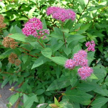 Spirea japonica Double Play Artist - Spirea del Giappone