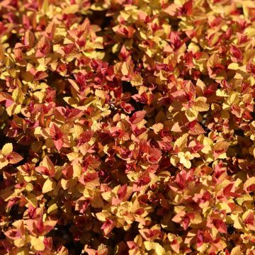 Spirea japonica Merlo Gold - Spirea del Giappone