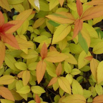 Spirea japonica Magic Carpet - Spirea del Giappone