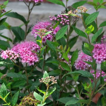 Spirea japonica Shirobana Genpei - Spirea del Giappone