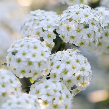 Spirea nipponica June Bride