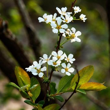 Spirea prunifolia