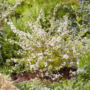 Spirea prunifolia Goldfire