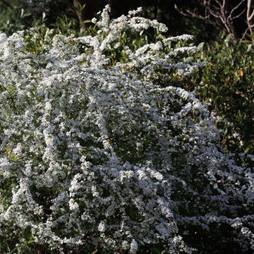 Spirea thunbergii