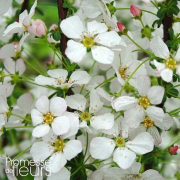 Spirea thunbergii Fujino Pink