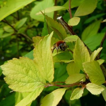 Spirea vanhouttei Gold Fountain - Spirea bianca