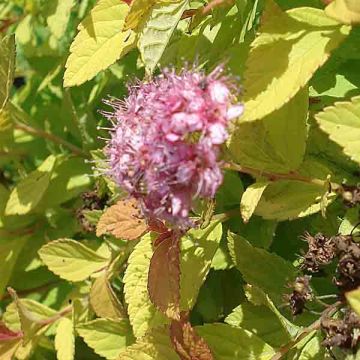 Spirea japonica Golden Princess - Spirea del Giappone