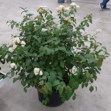 Spirea japonica Double Play Kazoo - Spirea del Giappone