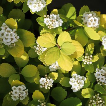 Spirea betulifolia Island