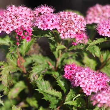 Spirea japonica Crispa - Spirea del Giappone