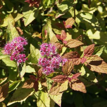 Spirea japonica Firelight - Spirea del Giappone