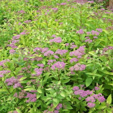 Spirea japonica Goldflame - Spirea del Giappone