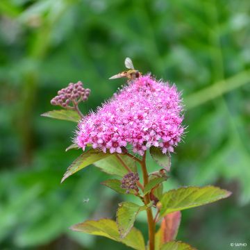 Spirea japonica Merlo Green - Spirea del Giappone