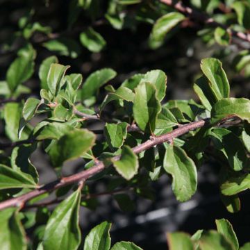 Spirea nipponica White Carpet