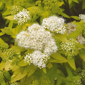 Spirea japonica White Gold - Spirea del Giappone