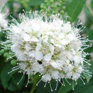 Spirea japonica Albiflora - Spirea del Giappone