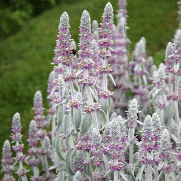 Stachys byzantina - Stregona candida