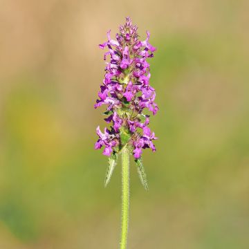 Stachys officinalis - Betonica comune