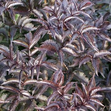 Staphylea colchica Black Beauty