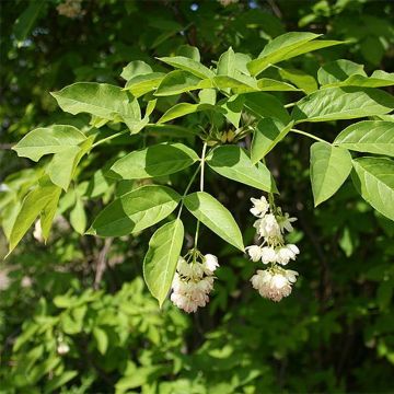 Staphylea pinnata - Bossolo