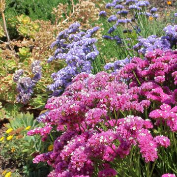 Limonium sinuatum Forever Rose - Statice