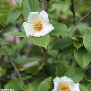 Stewartia pseudocamellia