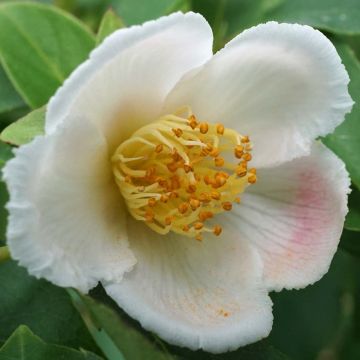 Stewartia rostrata