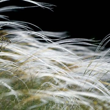 Stipa pennata - Lino delle fate piumoso