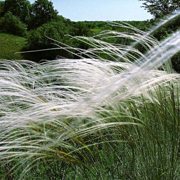 Stipa pulcherrima - Stipa elegante