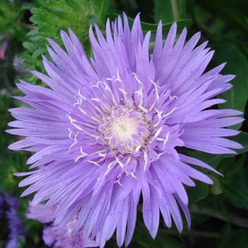 Stokesia laevis Purple Parasols