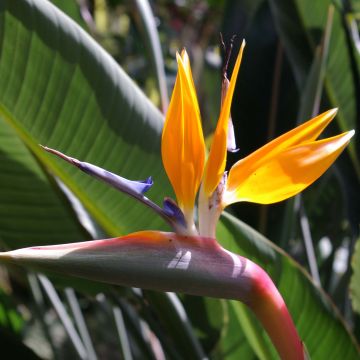 Strelitzia reginae - Uccello del paradiso