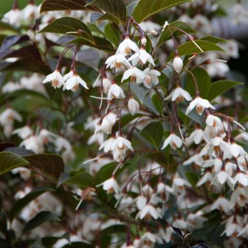 Styrax japonica Evening Light