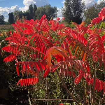 Rhus typhina - Sommaco maggiore