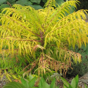 Rhus typhina Tiger Eyes - Sommaco maggiore