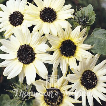 Girasole Italian White